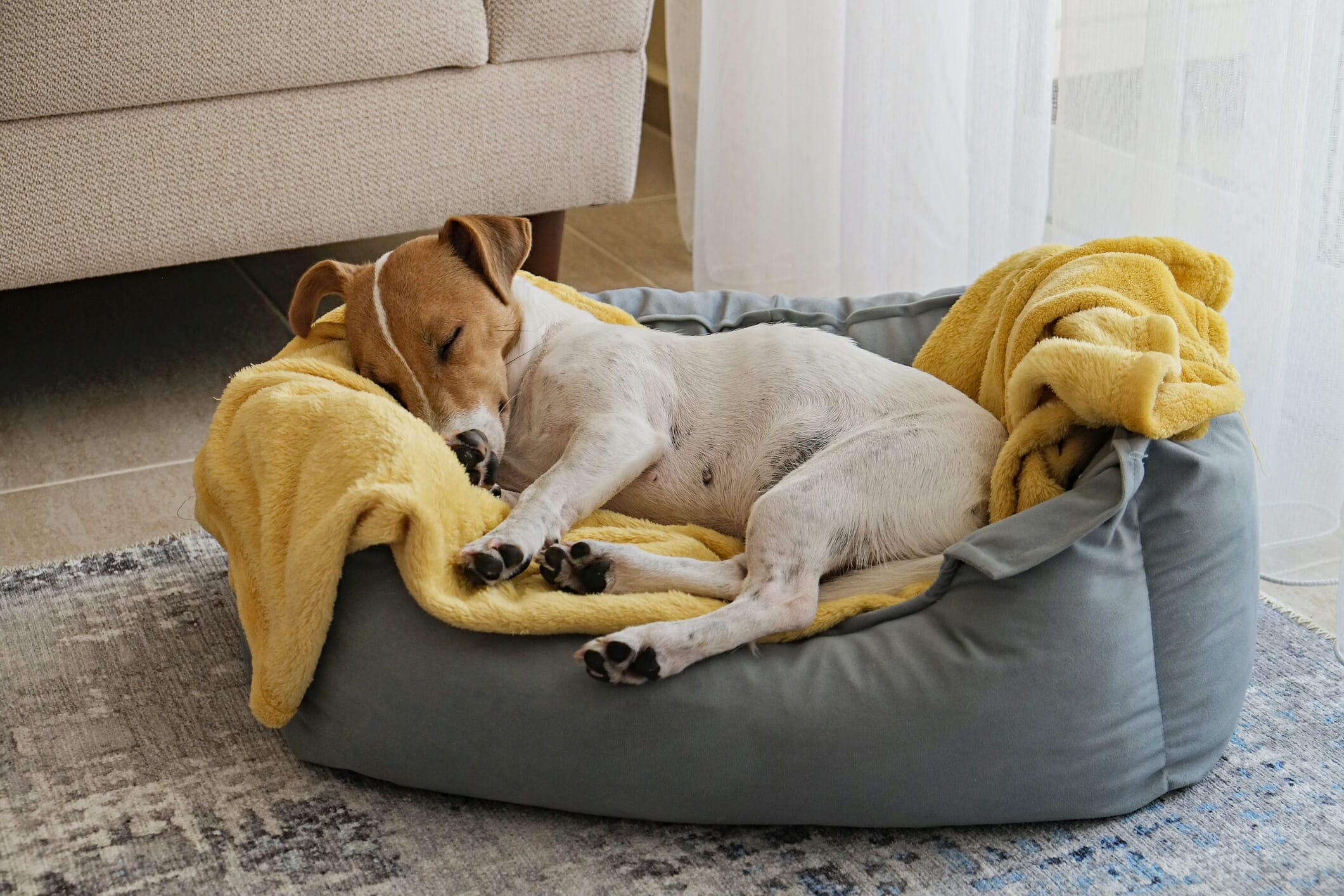 Best Sleep Aid For Dogs: Let Them Snooze In Peace!