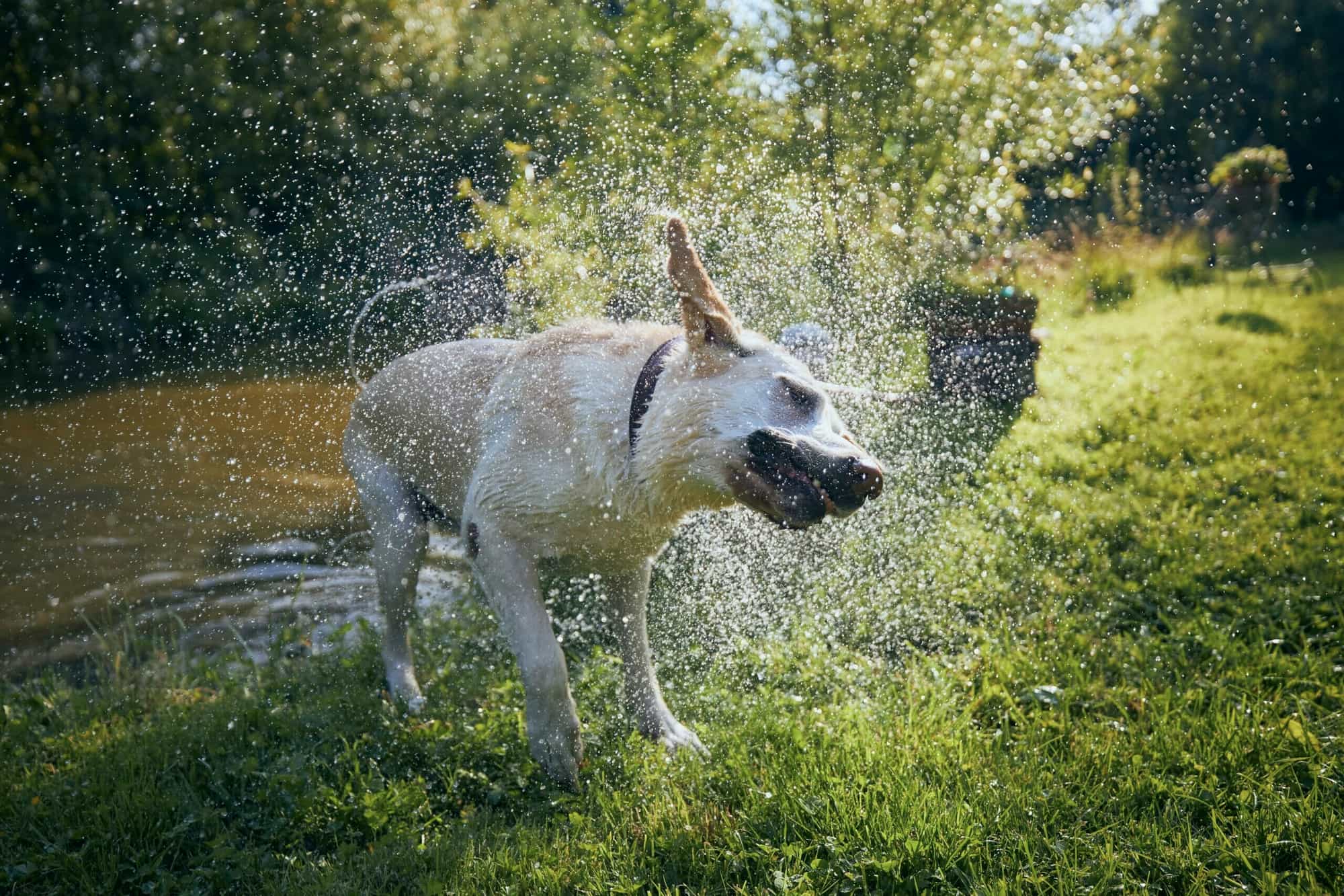 5 Best Sprinklers For Dogs In 2026! (Pros and Cons)