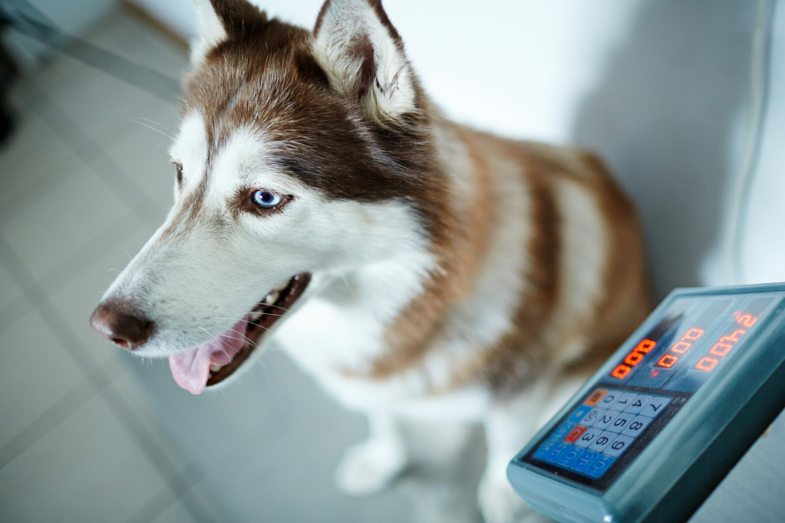 4 Best Weight Gain Powders for Dogs in 2026