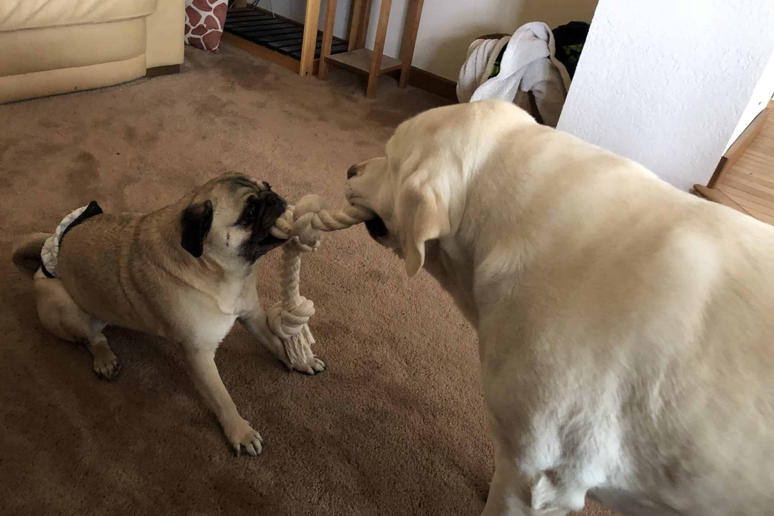 Do Big Dogs Know to Be Gentle With Small Dogs?