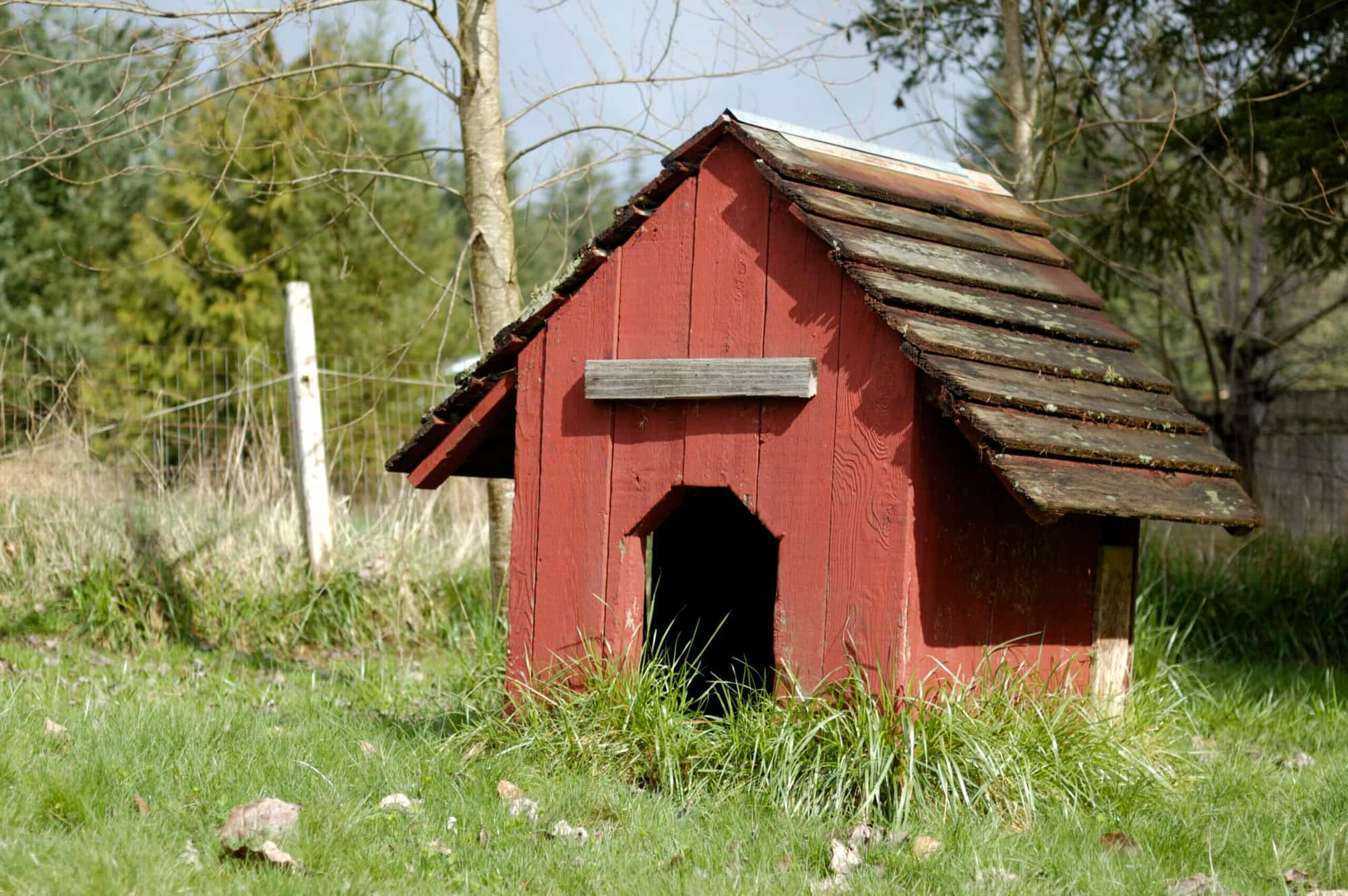 Dog House Door Flap: 5 Best Options In 2026