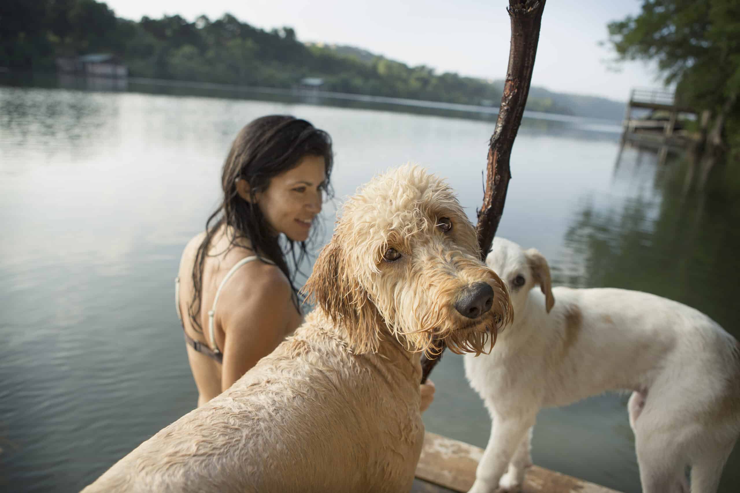 Dog Panics When Owner Jumps In Water: What To Do?