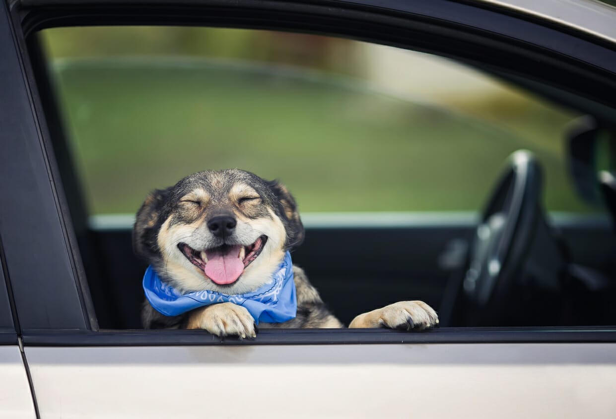 Dog Poops In Car: What To Do And How To Avoid It!