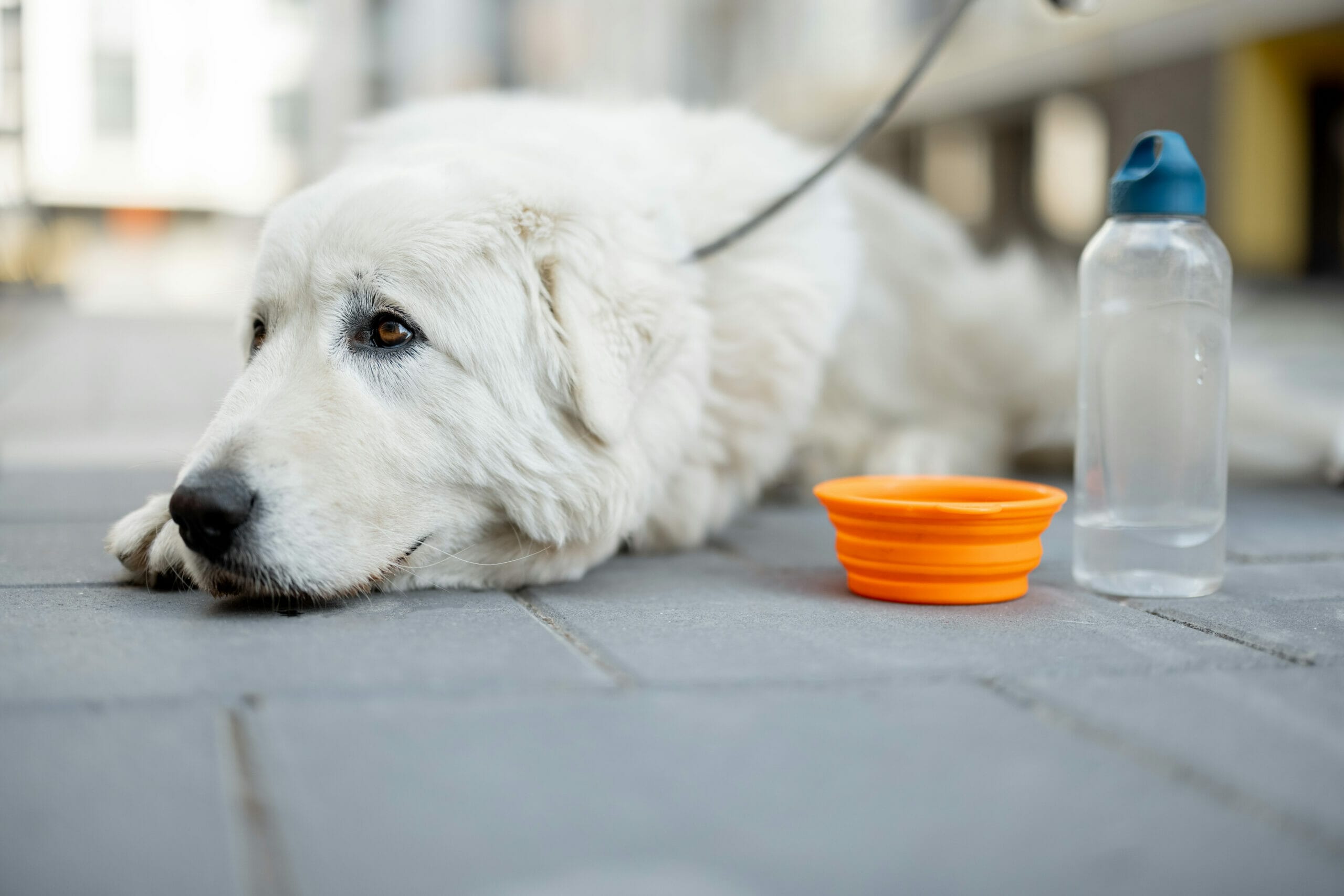 Dog Won’t Drink Water After Dental Surgery – What To Do?