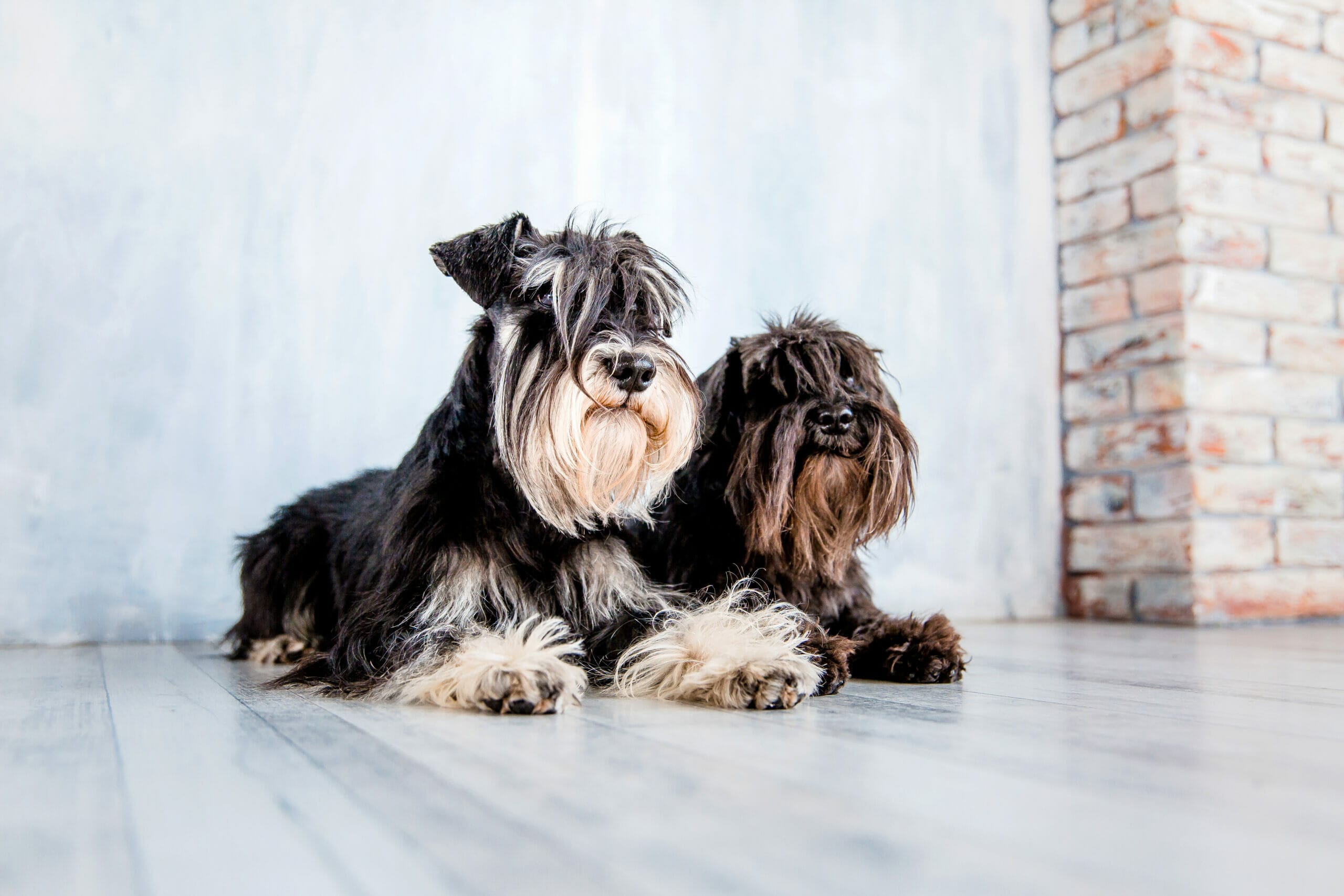 6 Dogs That Look Like A Schnauzer