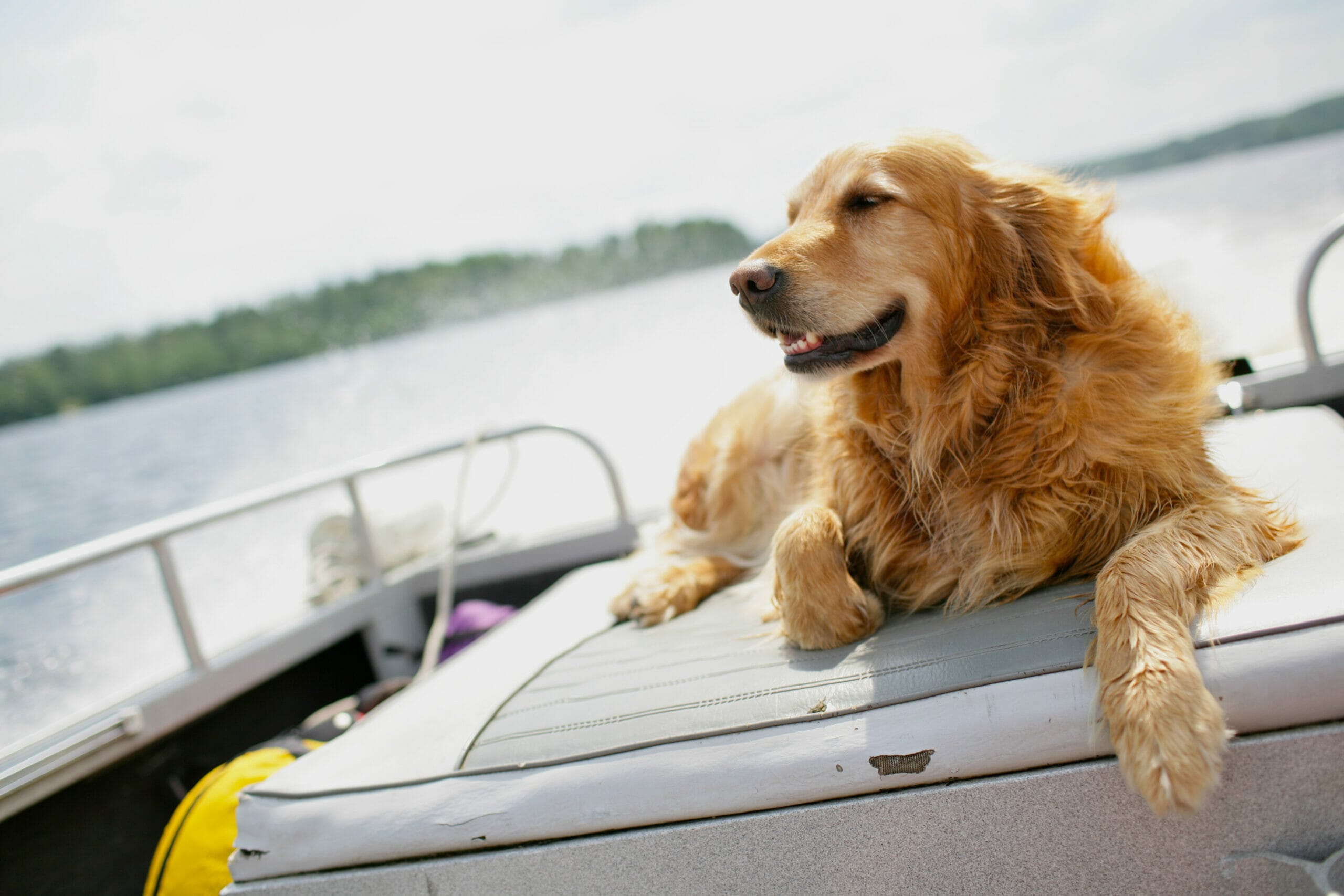Best Floating Dog Ramp For Pontoon Boat In 2026