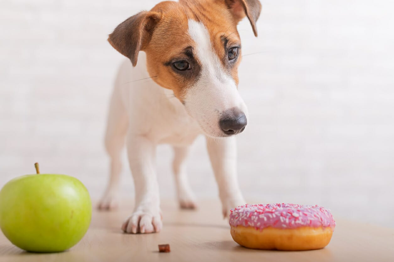 10 Foods to Help Dogs Express Anal Glands Naturally