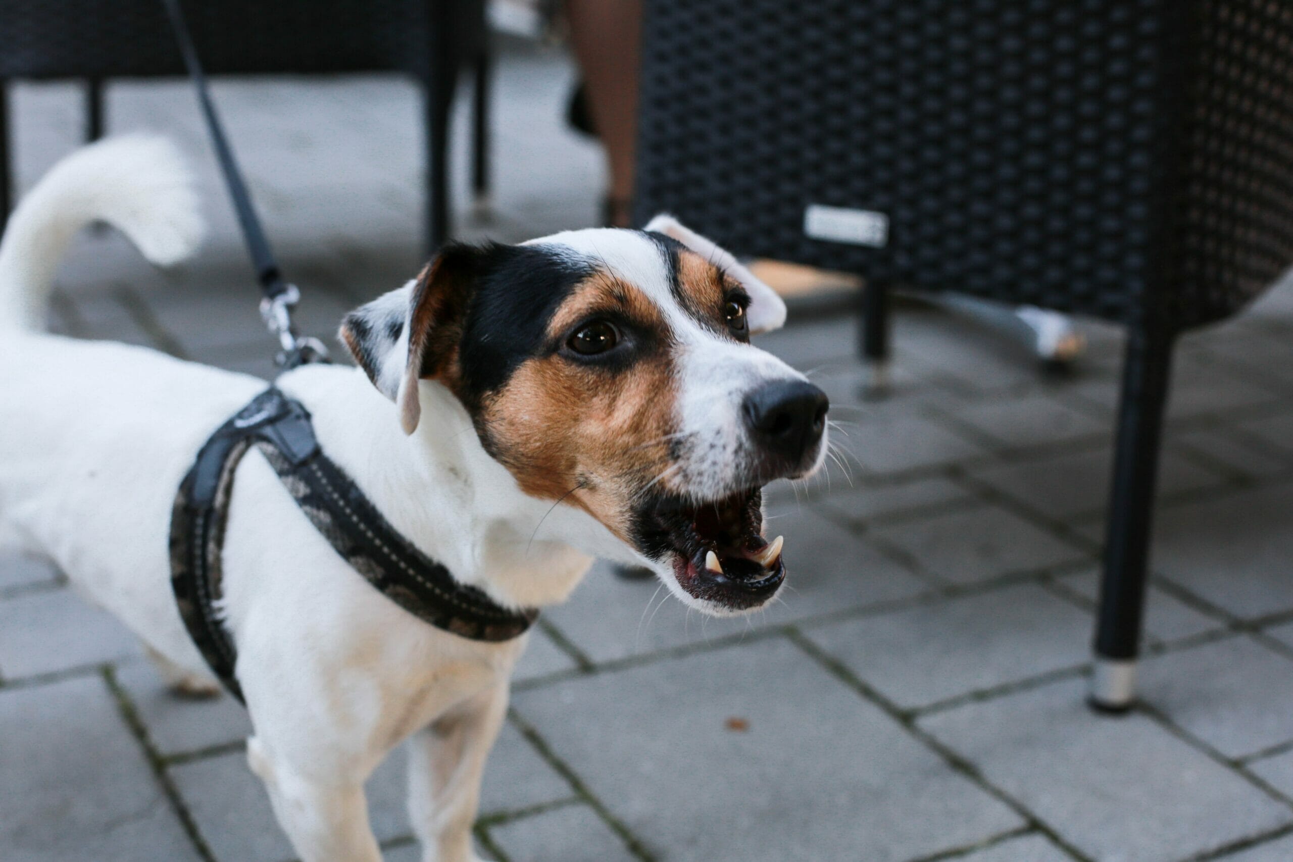 High pitch sound for dogs to stop barking – Does it work?