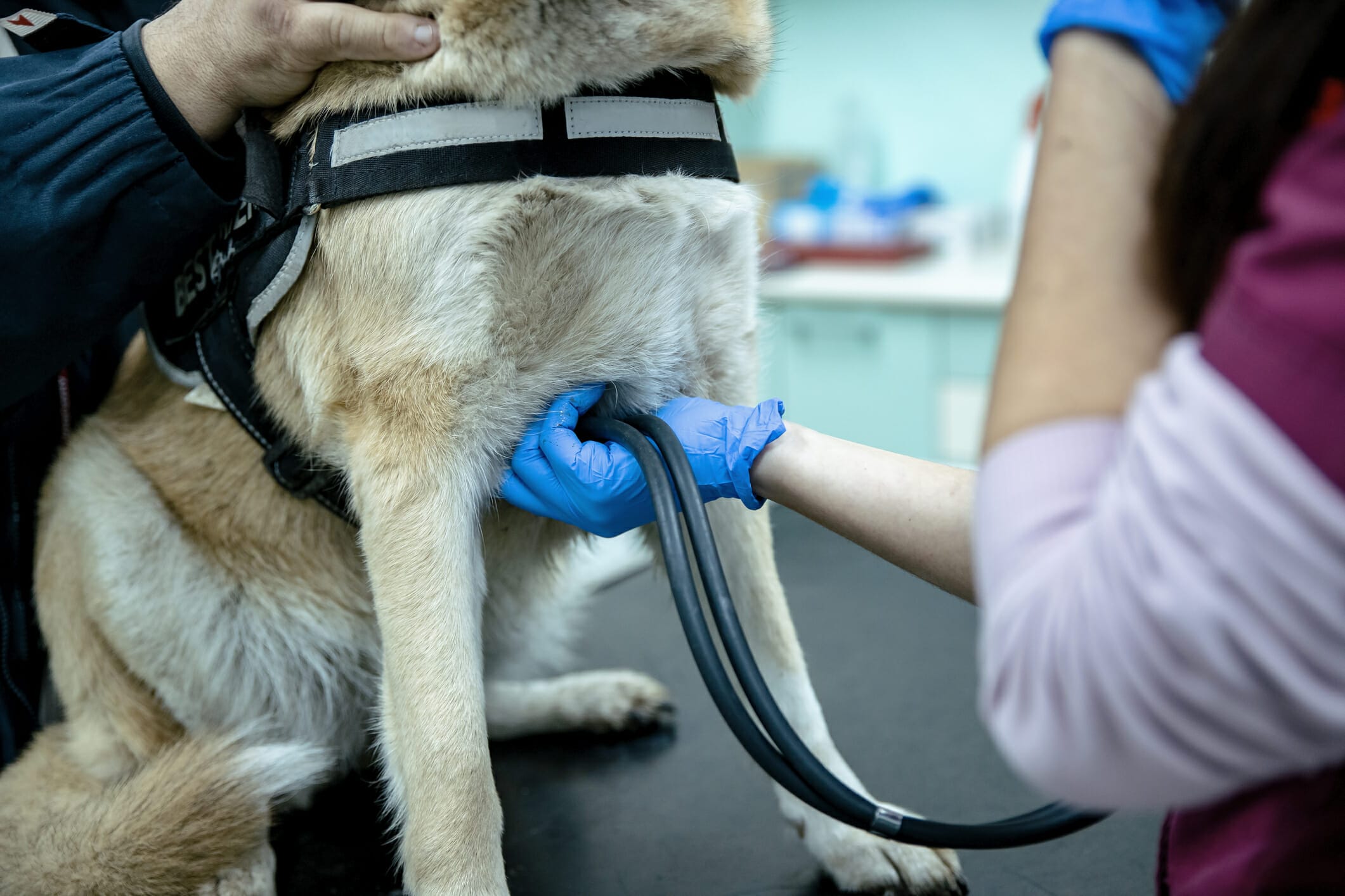 How Much Does a Dog Cardiologist Cost? A Detailed Breakdown