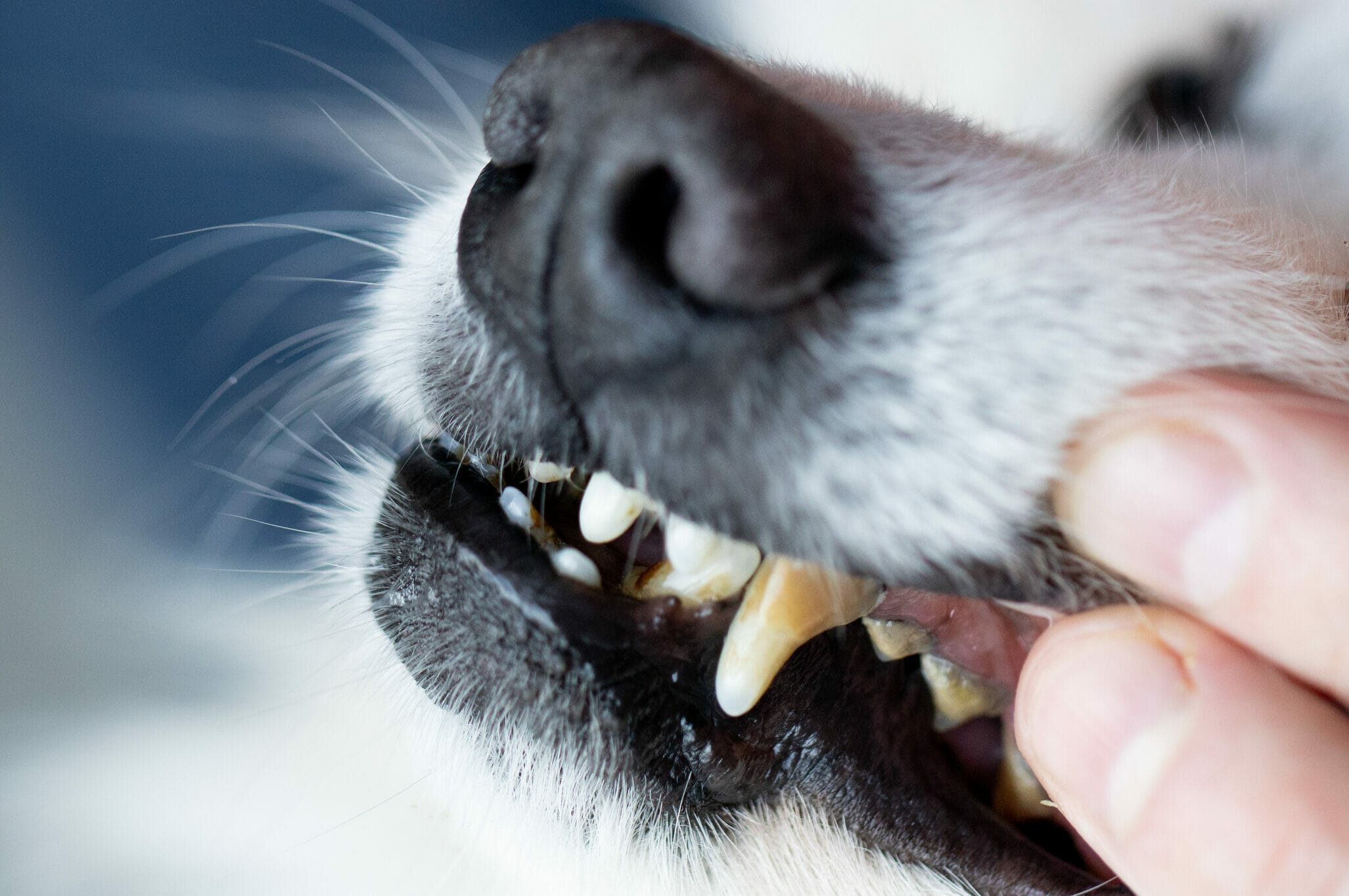 How To Freshen Dogs Breath Without Brushing (5+ tips)
