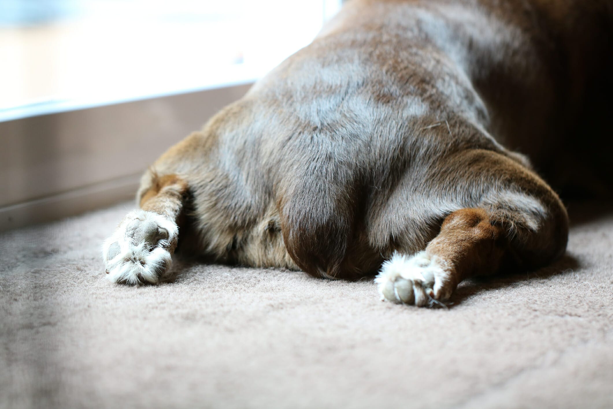 How To Help Dog Express Glands Naturally (Answered By Vet)