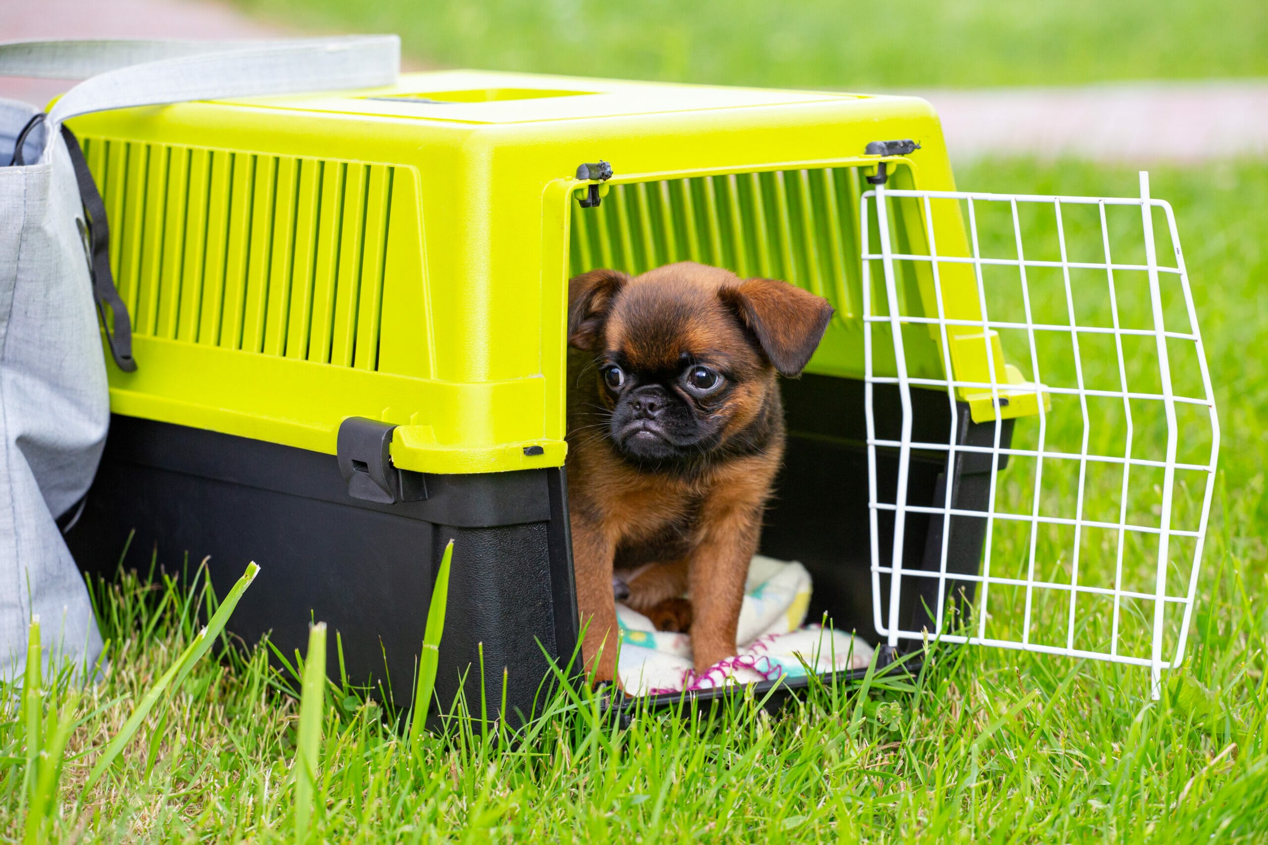 How to insulate a dog crate? (Step By Step Guide)