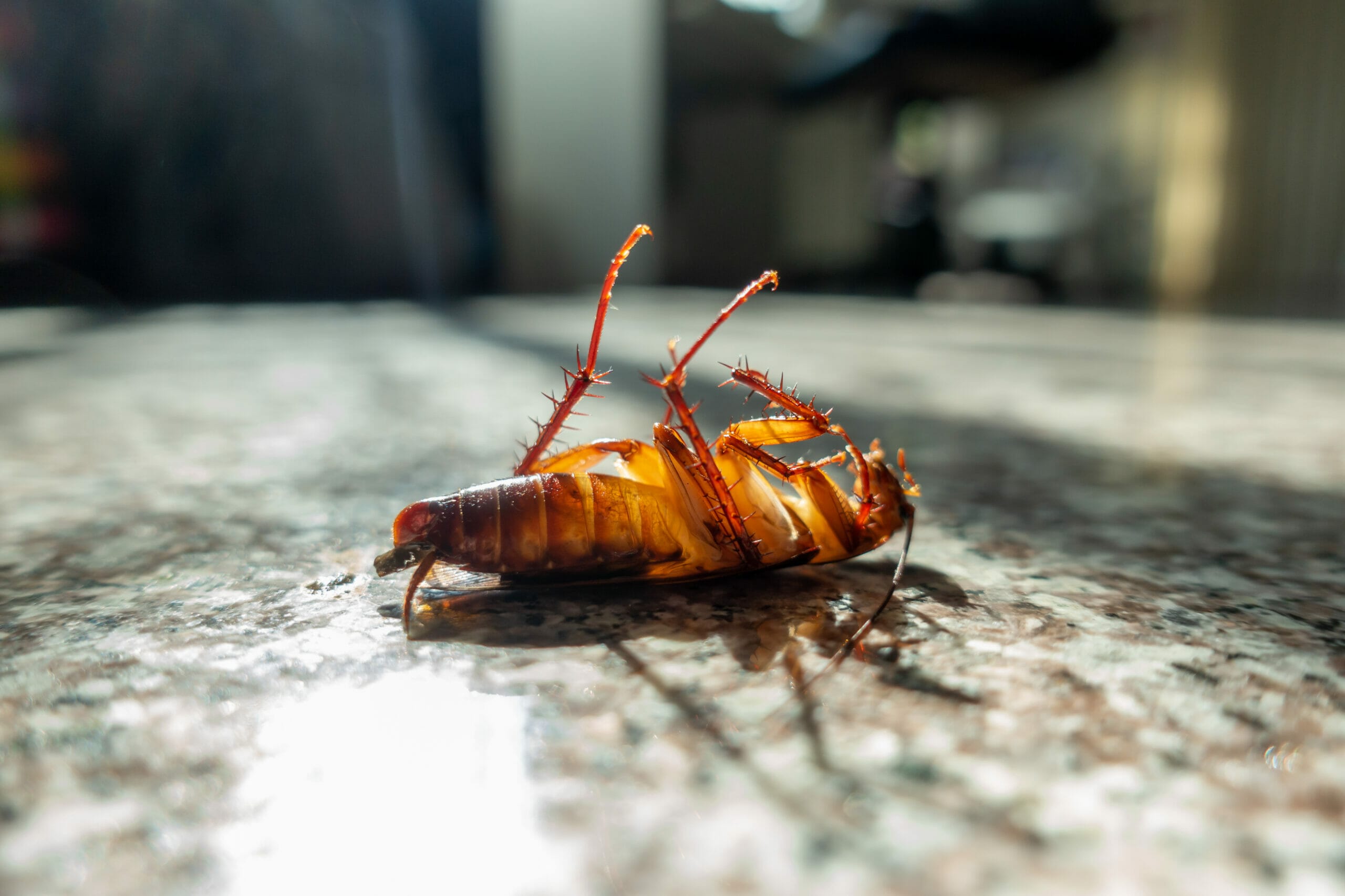 5 Tips On How To Keep Roaches Out Of Dog Food