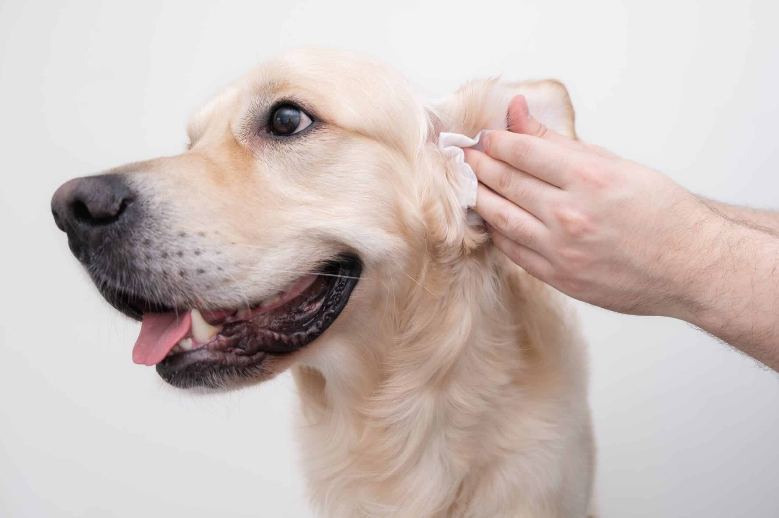 How to soothe dogs ears after grooming? (5-Step Guide)