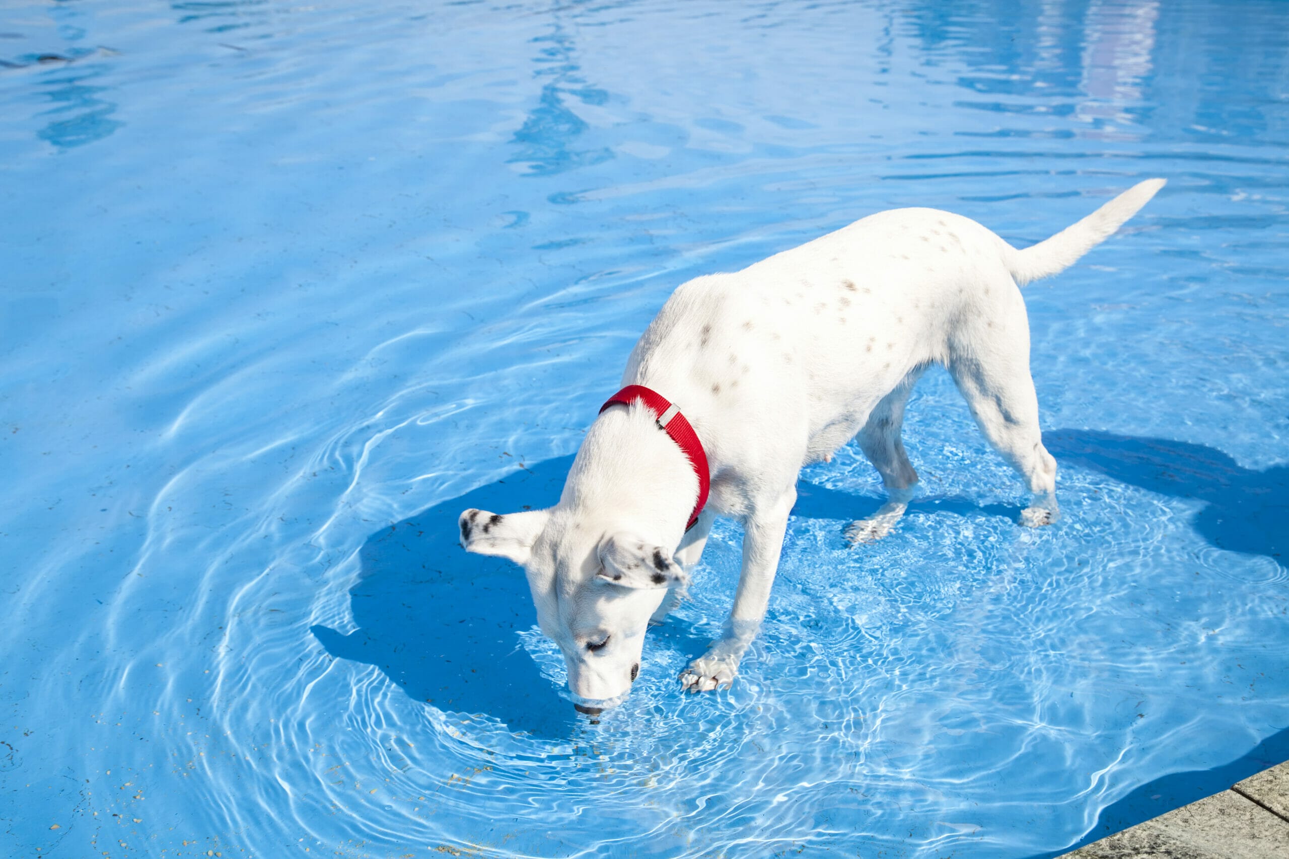 How to stop dog from drinking pool water? (Tips and Risks)