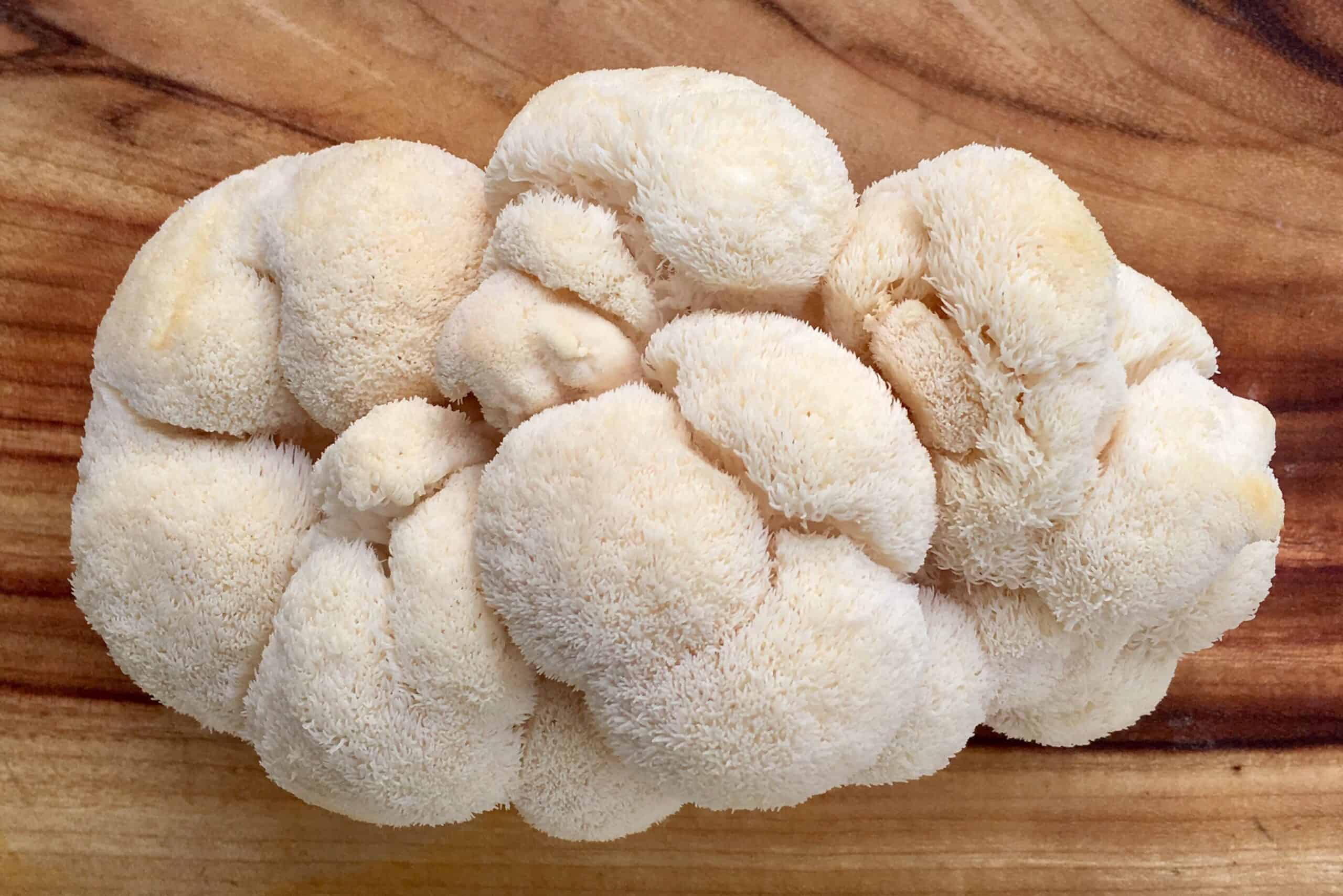 Lion’s Mane Mushroom Benefits for Dogs