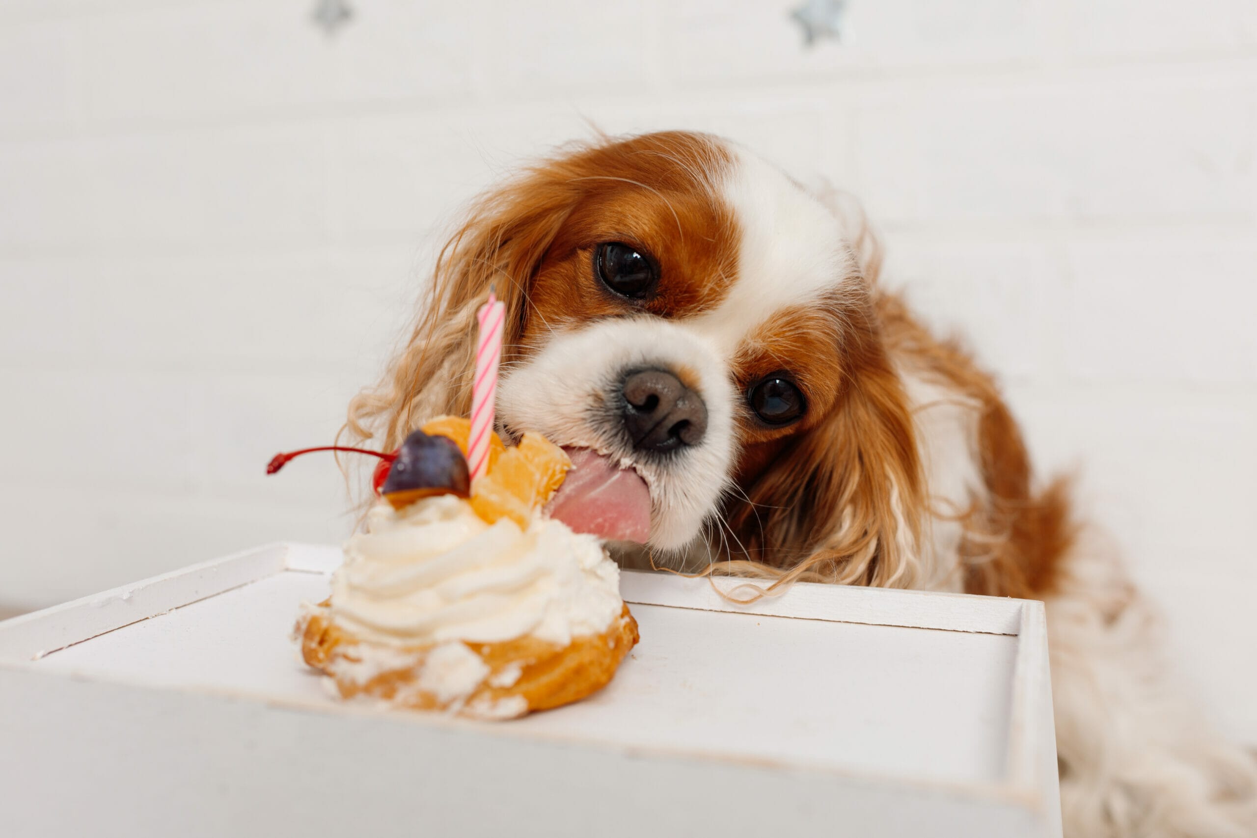 Sweet Potato Cake For Dogs (+Recipe Included)