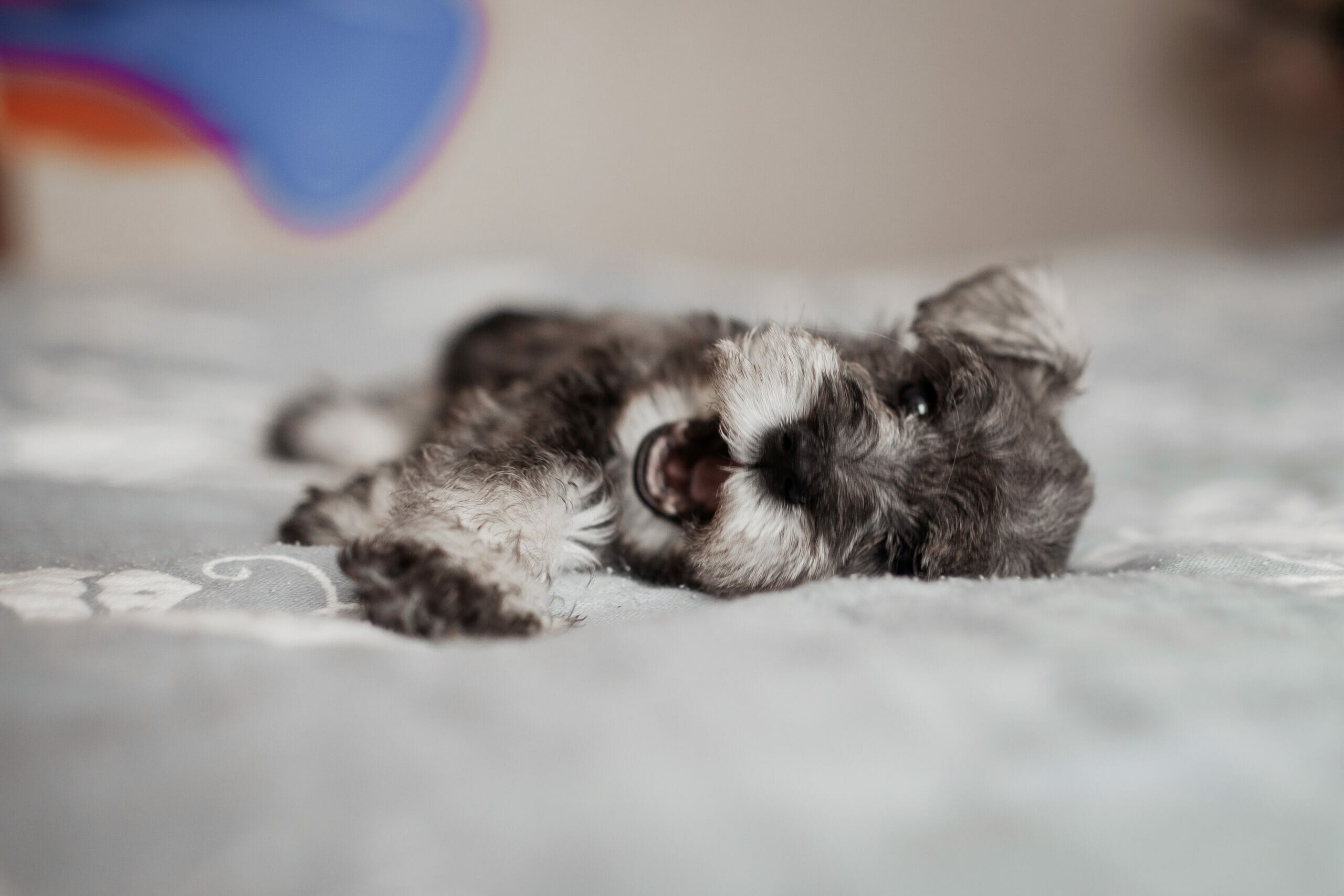 Toy schnauzer vs miniature schnauzer – Difference in Size, Health, and Price