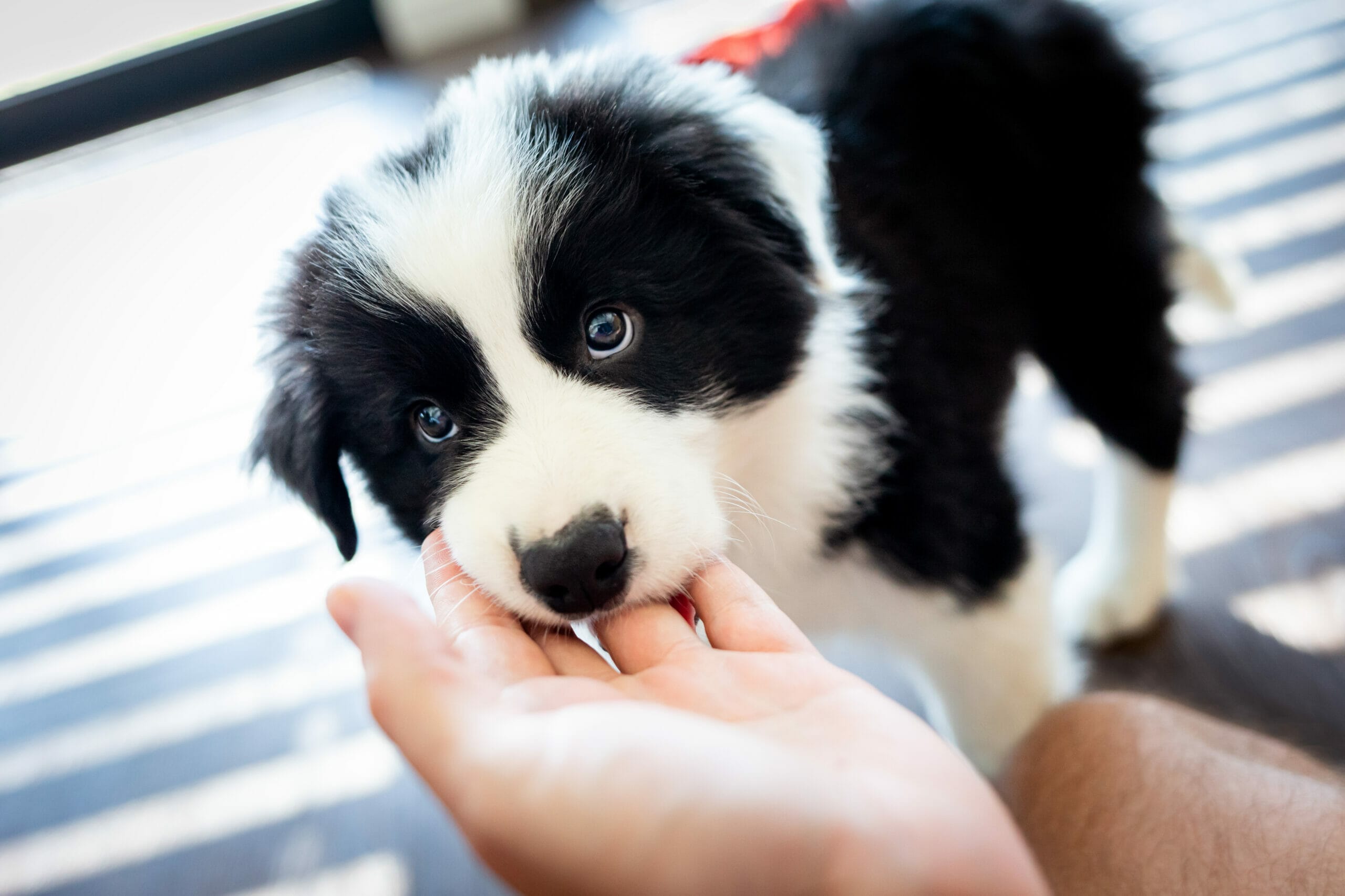 Why does my dog hold my hand in his mouth? (6 Reasons why)